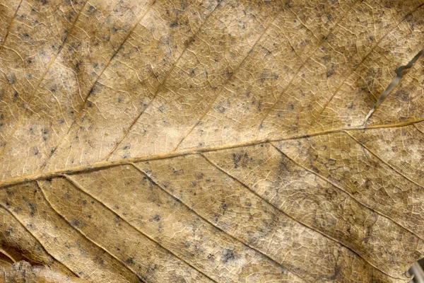 乾燥した葉の静脈 — ストック写真