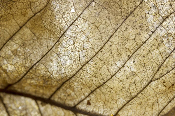 Вены Сушеного Листа Осень — стоковое фото