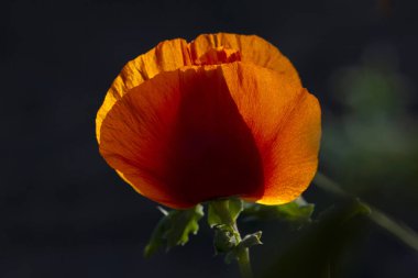 Çok yıllık oryantal süs haşhaş - Ortak haşhaş