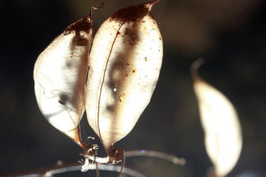 Colutea arborescens ' tohum kapsüller, güneş ışığı