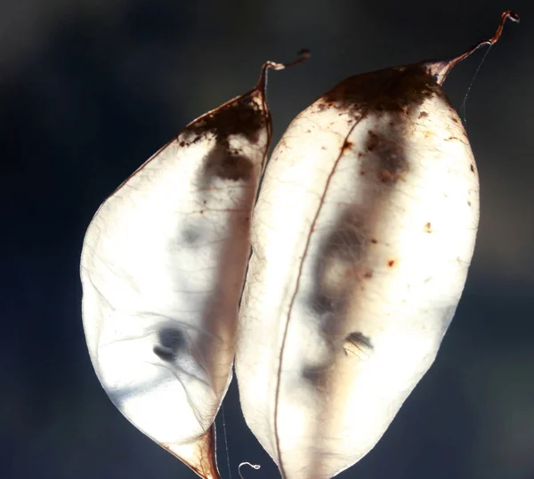 Colutea Arborescens Frökapslar Solljus — Stockfoto