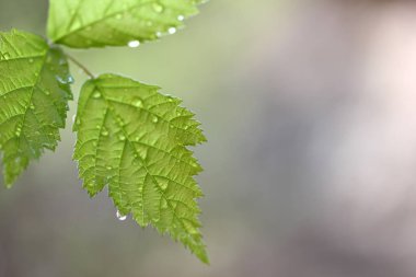 Yeşil yaprak doku, güzel doğa doku kavramı, kopya alanı.