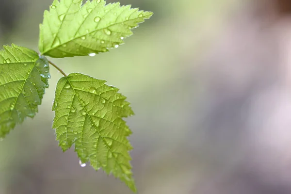 Textura Verde Folha Conceito Bonito Textura Natureza Espaço Cópia — Fotografia de Stock