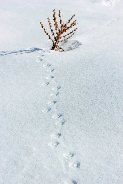 Königskerze Auf Schnee — Stockfoto