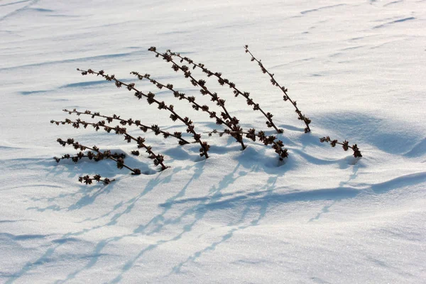 Ξηρό Φυτικού Φυτό Στο Χιόνι — Φωτογραφία Αρχείου