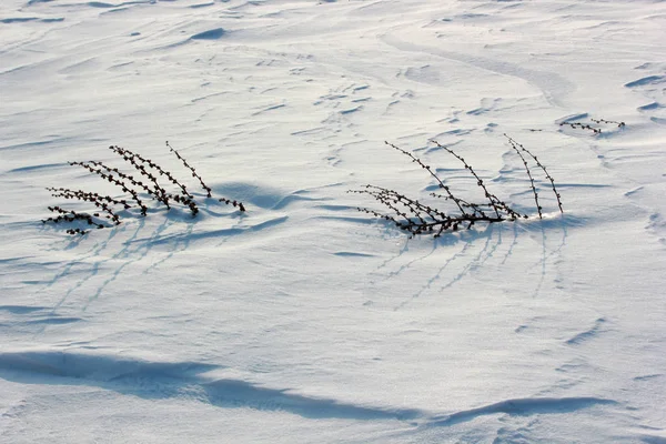 Königskerze Auf Schnee — Stockfoto