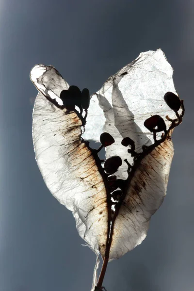 Colutea Arborescens Mag Hüvely Napfény — Stock Fotó