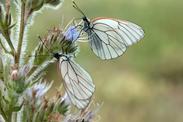 Πεταλούδα Άγριο Λουλούδι Βάιπερ Bugloss — Φωτογραφία Αρχείου