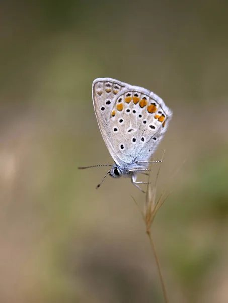 Der Gemeine Blaue Schmetterling Polyommatus Icarus — Stockfoto