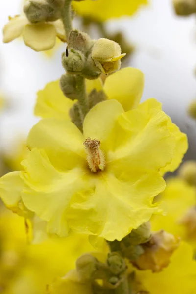 Mullein Bársony Növény Sárga Virágok Gyógynövény Alternatív Gyógyászat — Stock Fotó