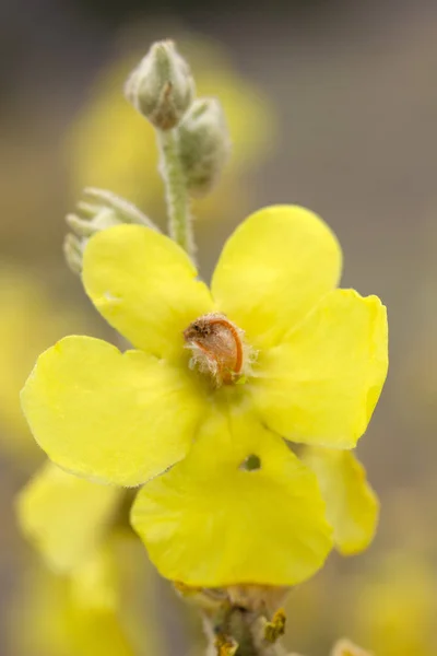 Mullein Planta Terciopelo Flores Amarillas Planta Medicinal Medicina Alternativa — Foto de Stock