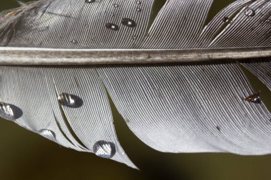 kuş tüyü üzerinde su damlaları