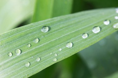 Su yeşil yaprağa düşer.