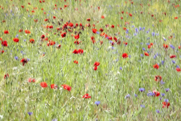 Blue Cornflower Poppy Field — Stock Photo, Image