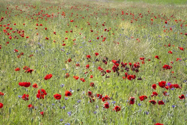 Blue Cornflower Poppy Field — Stock Photo, Image