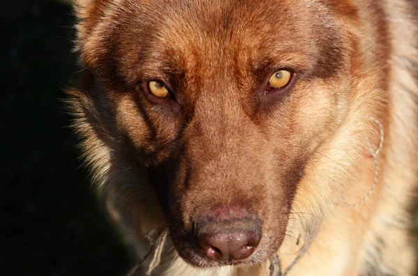 Wild Wolf Dog Nature — Stock Photo, Image