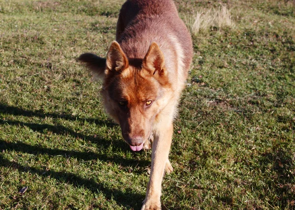 Perro Lobo Salvaje Naturaleza —  Fotos de Stock