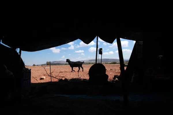 Goat Black Tent Nomadic Life — Stock Photo, Image