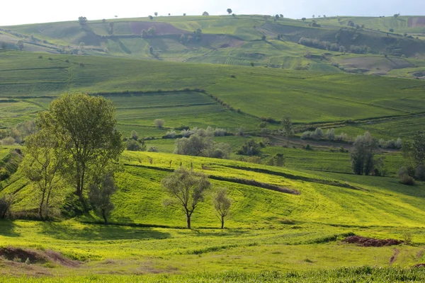 Rural Landscape Wheat Field — Stock Photo, Image