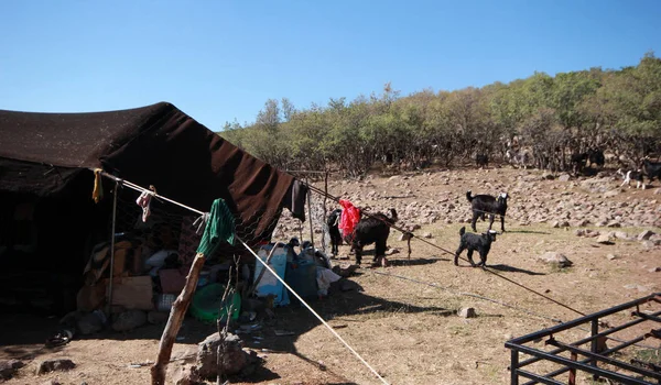 ヤギと黒いテント 遊牧民の生活 — ストック写真