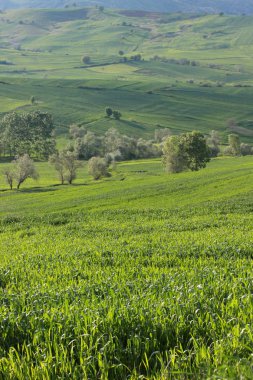 buğday alanı ile kırsal manzara.