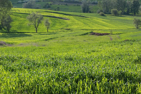 Rural Landscape Wheat Field — Stock Photo, Image