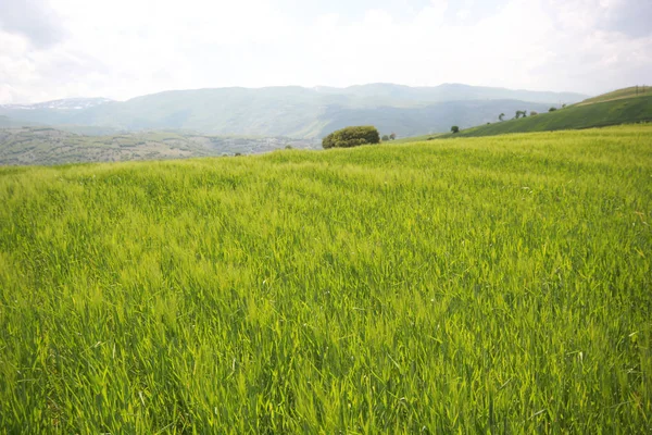Rural Landscape Wheat Field — Stock Photo, Image