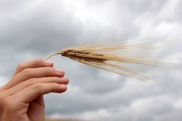 Imagem Trigo Dourado Campo — Fotografia de Stock