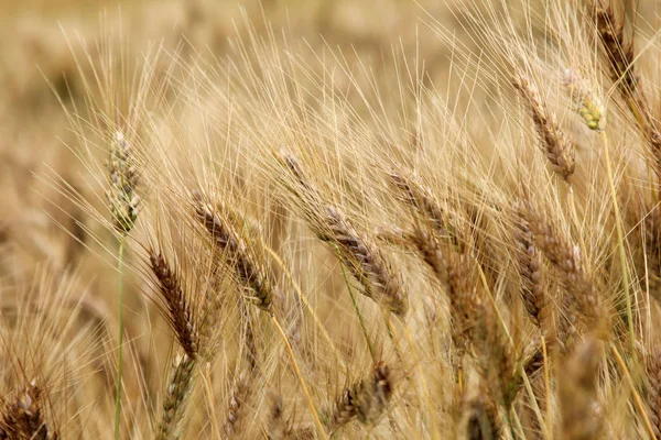 Желтая Пшеница Поле — стоковое фото