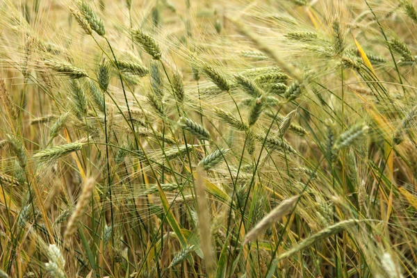 Gelbe Weizen Auf Dem Feld — Stockfoto