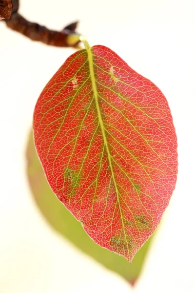 Hojas Peral Otoño Rojo Verde — Foto de Stock