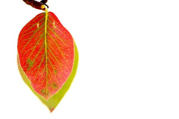 Czerwone Zielone Jesienne Liście Gruszy — Zdjęcie stockowe