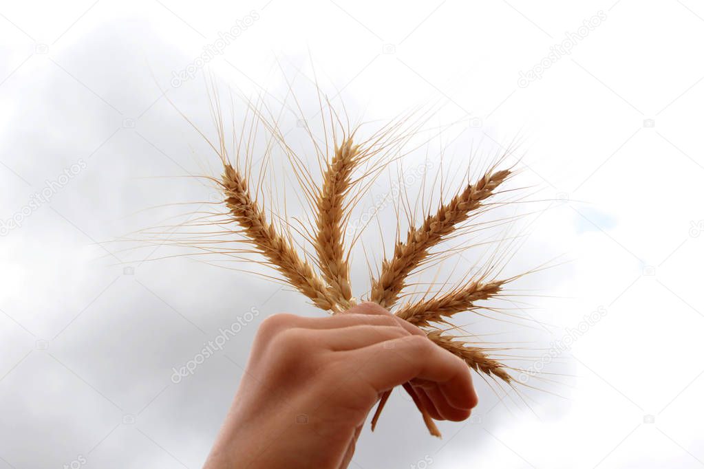 picture of golden wheat in countryside