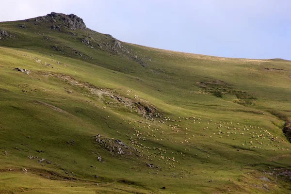 Schafherde Weidet Auf Hügel — Stockfoto