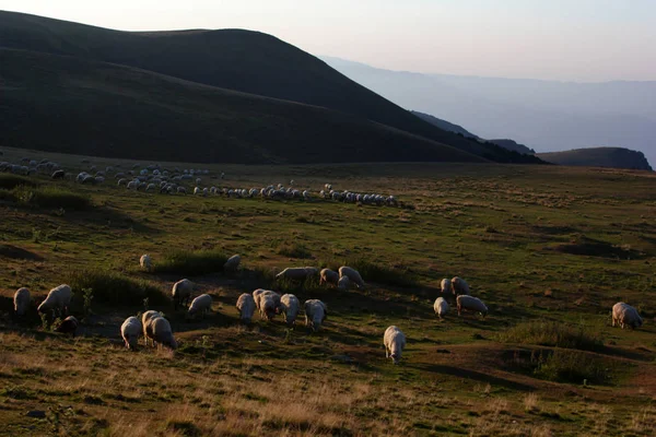 Pâturage Troupeau Moutons Sur Colline — Photo