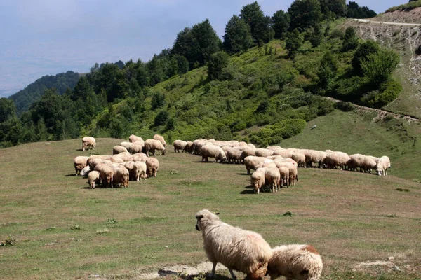 Tepede Otlayan Koyun Sürüsü — Stok fotoğraf