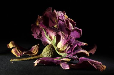 siyah bir arka plan üzerinde soldu gül