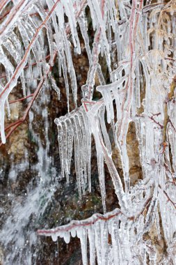 Ağaç dalı üzerindeki buz sarkıtları 