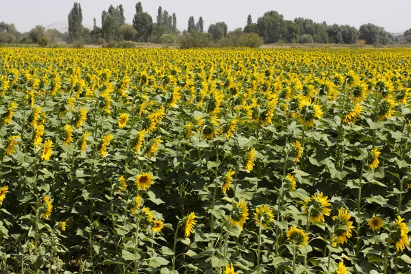 Sunflower Field Landscape Summer — Stock Photo, Image