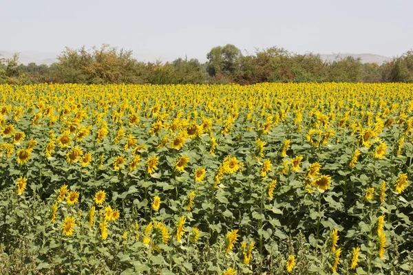 Paisagem Campo Girassol Verão — Fotografia de Stock