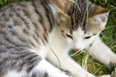 Çimlerin üzerindeki sevimli kedi.