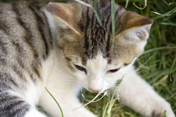 Çimlerin Üzerindeki Sevimli Kedi — Stok fotoğraf