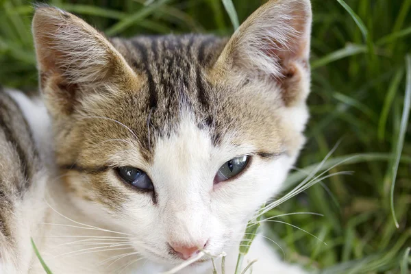 Gato Bonito Grama — Fotografia de Stock