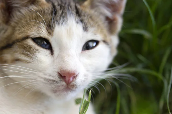 Gato Bonito Grama — Fotografia de Stock