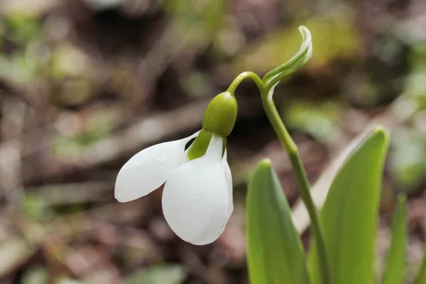 Fleurs Goutte Neige Fleurissant Hiver — Photo