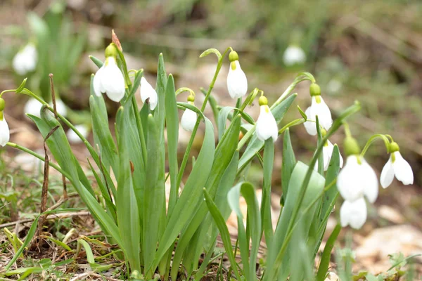 Flores Gota Neve Florescendo Inverno — Fotografia de Stock