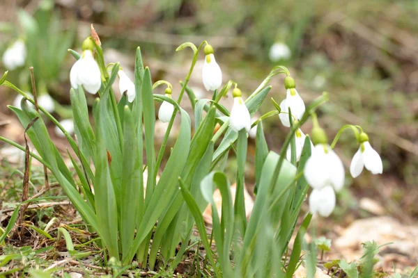 Flores Gota Neve Florescendo Inverno — Fotografia de Stock