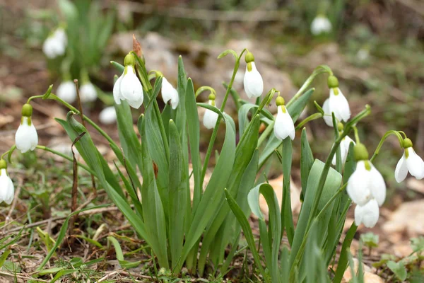 Flores Gota Neve Florescendo Inverno — Fotografia de Stock