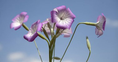 Corncockle (Agrostemma githago) pembe çiçek