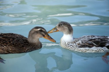 ördekler havuzda yüzer